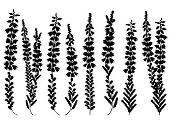 Set of outline Heather or Calluna flower silhouettes with bud and leaves in black isolated on white background. - obrazy, fototapety, plakaty