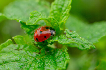 ladybug on leaf