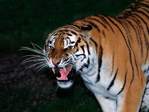 Siberian Tiger, panthera tigris altaica, Adult snarling
