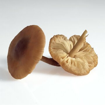 Fairy Ring Mushroom, marasmius oreades, Edible Fungus against White Background
