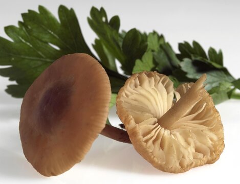 Fairy Ring Mushroom, marasmius oreades, Edible Fungus against White Background