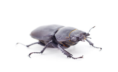 Brown deer beetle.