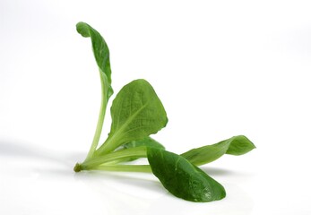 Corn or Lamb's Lettuce, valerianella olitoria, Salad against White Background