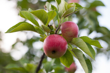 Red polish apples on the branch