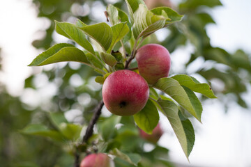 Red polish apples on the branch