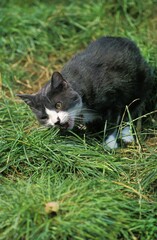 Domestic Cat eating Grass