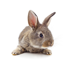 One gray rabbit.