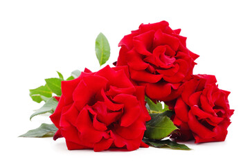 Beautiful red flowers.