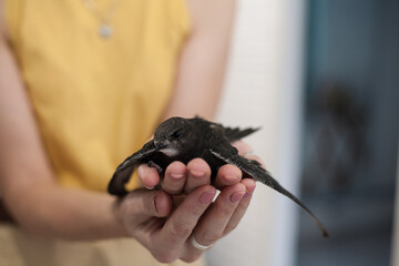 The common swift (Apus apus), called simply “swift” in Great Britain, is a soft-tailed, black bird that breeds across Eurasia and winters in southern Africa