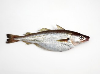 Fresh Whiting, merlangius merlangus, Fish against White Background