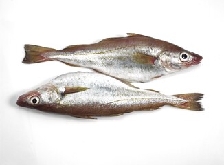 Fresh Whiting, merlangius merlangus, Fishes against White Background