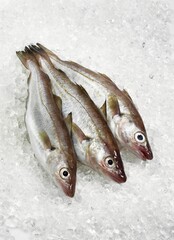 Fresh Whiting, merlangius merlangus, Fishes on Ice
