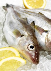 Fresh Whiting, merlangius merlangus, Fishes on Ice with Lemon