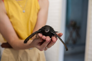 The common swift (Apus apus), called simply &ldquo;swift&rdquo; in Great Britain, is a soft-tailed, black bird that breeds across Eurasia and winters in southern Africa