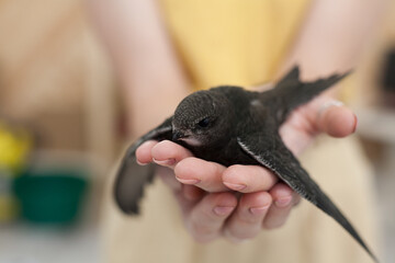 The common swift (Apus apus), called simply “swift” in Great Britain, is a soft-tailed, black...