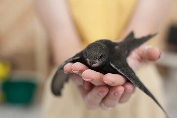 The common swift (Apus apus), called simply “swift” in Great Britain, is a soft-tailed, black...