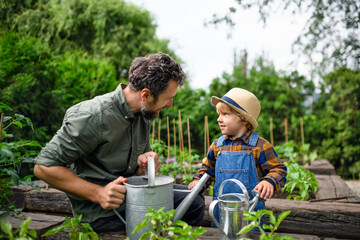 Small boy with father gardening on farm, growing organic vegetables.
