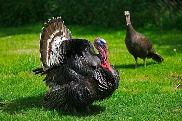 American Bronze Turkey, Female with Male Displaying with Tail Fanned Out