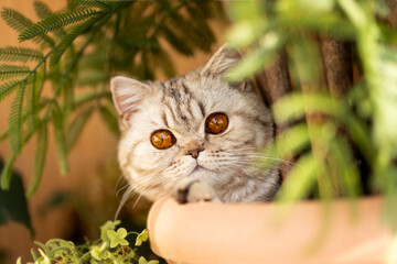 Britisch Urzhaar Katze mit Bernstein Augen in chocolate silver tabby