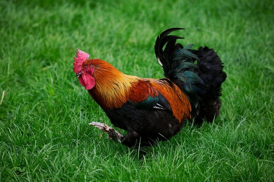 Brown Red Marans Domestic Chicken, a French Breed, Cockerel standing on Grass