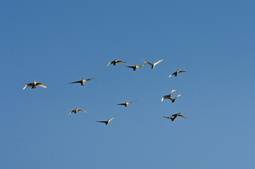 A flock of swans in the morning blue sky.