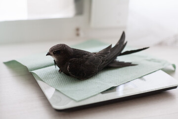 The common swift (Apus apus), called simply “swift” in Great Britain, is a soft-tailed, black...