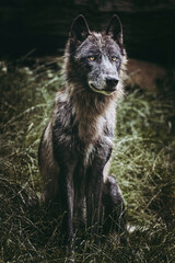 Fototapeta premium Magnifique loup du canada à la fourrure grise et brune