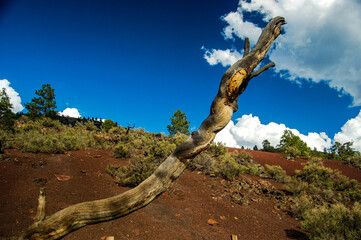 Fototapeta premium dead tree in the desert - abstract
