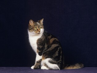 Brown Tabby and White Domestic Cat, Adult sitting