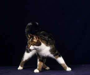 Brown Tabby and White Domestic Cat, Adult against Black Background