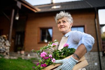 Fototapeta premium Senior woman gardening in summer, carrying flowering plants.