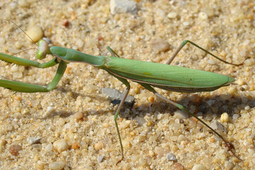 Praying Mantis (Mantis religiosa)