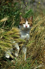 Brown Tabby and White Domestic Cat, Adult sitting in Long Grass
