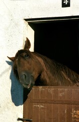 French Trotter Horse, Head at Loose Box's Door