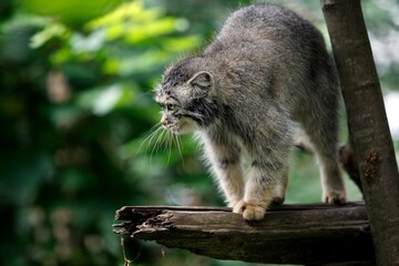 Manul or Pallas's Cat, otocolobus manul, Adult standing on Branch