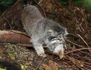 Manul or Pallas's Cat, otocolobus manul, Adult standing on Stump