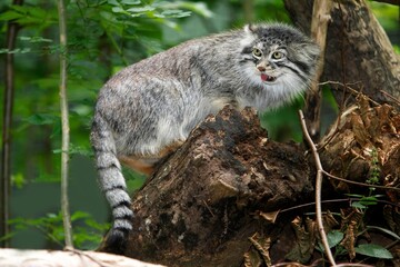 Manul or Pallas's Cat, otocolobus manul, Adult standing on Stump