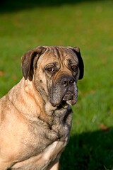 Obraz premium Cane Corso, a Dog Breed from Italy, Portrait of Adult