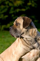 Cane Corso, a Dog Breed from Italy, Portrait of Adult