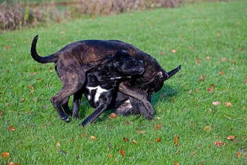 Cane Corso, a Dog Breed from Italy, Adults playing on Grass
