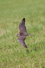 Saker Falcon, falco cherrug, Adult in Flight