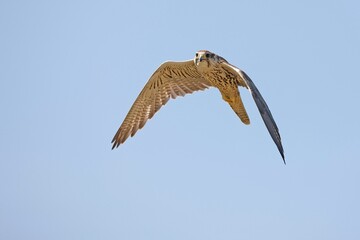 Saker Falcon, falco cherrug, Adult in Flight against Blue Sky