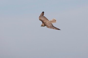 Saker Falcon, falco cherrug, Adult in Flight against Blue Sky