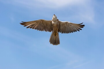 Saker Falcon, falco cherrug, Adult in Flight against Blue Sky