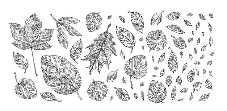 Vector illustration of a set of leaves isolated. Elm, maple, oak, birch, linden. Top view.. Hand drawn artwork. Zentangle, doodle, tattoo. Woodcut style. Coloring book page for adult. Black and white