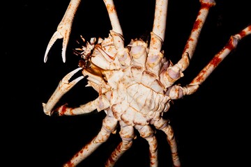Japanese Spider Crab or Giant Spider Crab, macrocheira kaempferi, Adult, Underside View