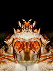 Japanese Spider Crab or Giant Spider Crab, macrocheira kaempferi, Adult, Close-up of Head, Underside View