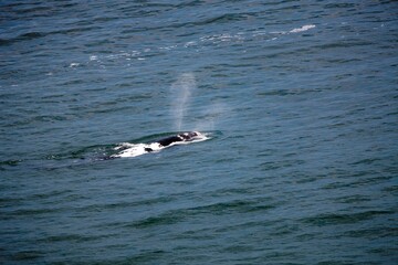 Fototapeta premium Southern Right Whale, eubalaena australis, Ocean Near Hermanus in South Africa