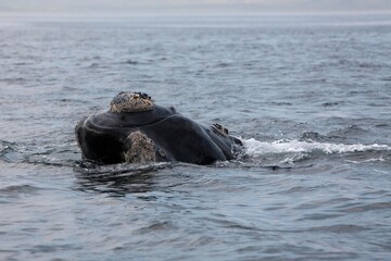 Southern Right Whale, eubalaena australis, Head of Adult emerging from Sea, Ocean Near Hermanus in South Africa