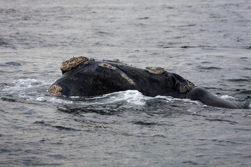 Southern Right Whale, eubalaena australis, Head of Adult emerging from Sea, Ocean Near Hermanus in South Africa